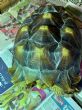 Sulcata : Young approx 5 years old (Titan)
